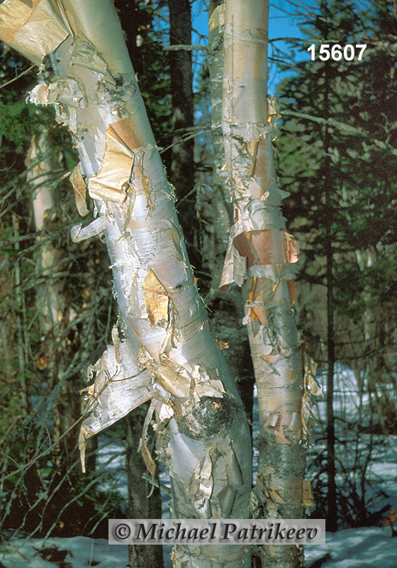 Paper Birch (Betula papyrifera)